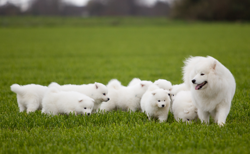 Hoe gebruik je Pet Silk Shampoo en Conditioner?