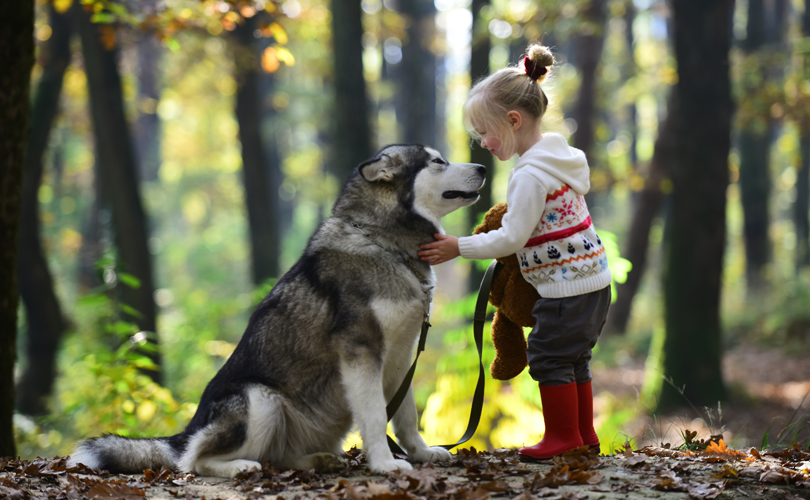 Keuzehulp: Welke Pet Silk shampoo past bij mijn hond?
