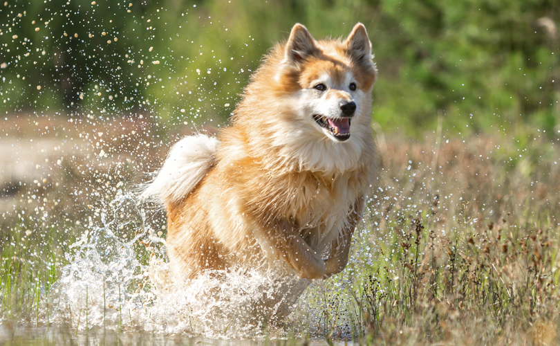 What to do if your dog has a hotspot?